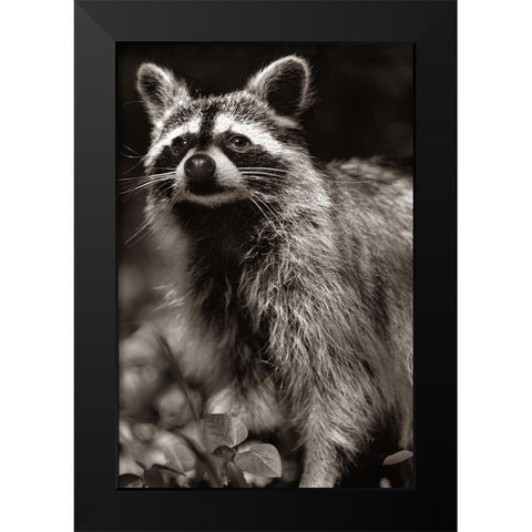 Raccoon Sepia Black Modern Wood Framed Art Print by Fitzharris, Tim