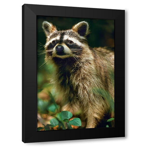 Raccoon Black Modern Wood Framed Art Print with Double Matting by Fitzharris, Tim