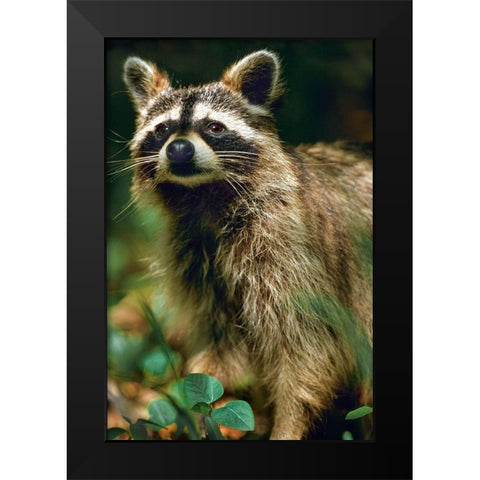 Raccoon Black Modern Wood Framed Art Print by Fitzharris, Tim