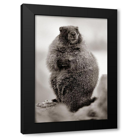 Yellow-bellied marmot Sepia Black Modern Wood Framed Art Print by Fitzharris, Tim