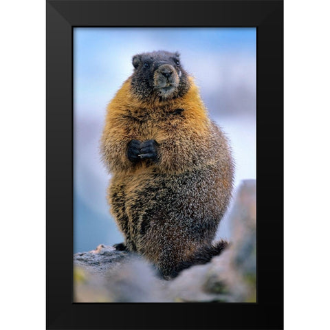 Yellow-bellied marmot Black Modern Wood Framed Art Print by Fitzharris, Tim
