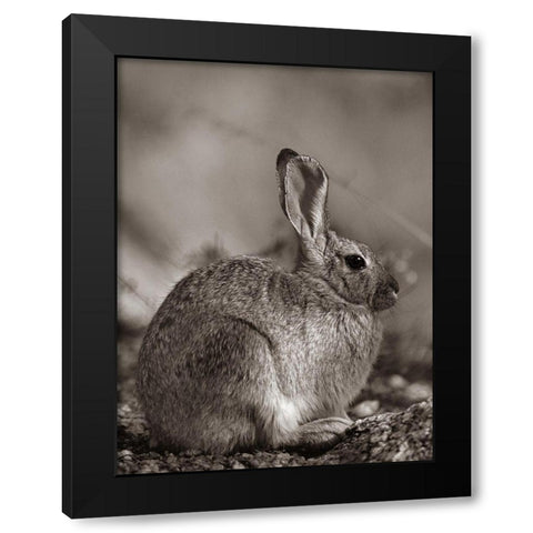 Desert Cottontail Sepia Black Modern Wood Framed Art Print by Fitzharris, Tim