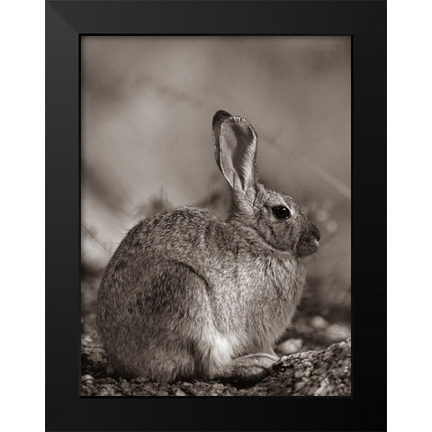 Desert Cottontail Sepia Black Modern Wood Framed Art Print by Fitzharris, Tim