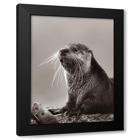 River Otter with fish Sepia Black Modern Wood Framed Art Print with Double Matting by Fitzharris, Tim