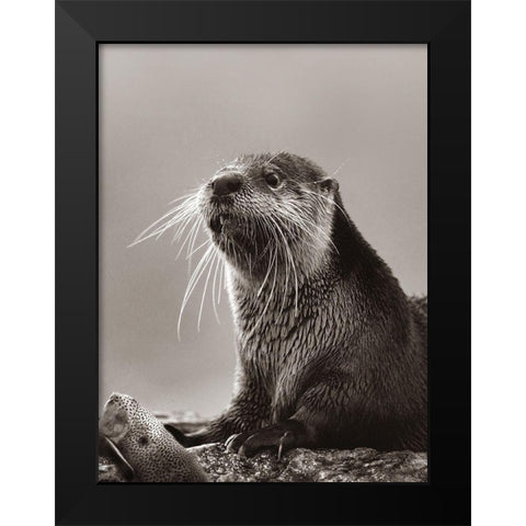 River Otter with fish Sepia Black Modern Wood Framed Art Print by Fitzharris, Tim