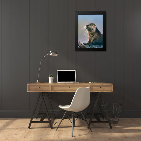 River Otter with fish Black Modern Wood Framed Art Print by Fitzharris, Tim