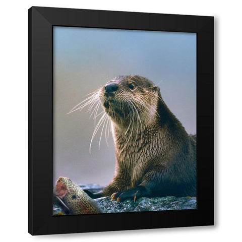 River Otter with fish Black Modern Wood Framed Art Print with Double Matting by Fitzharris, Tim