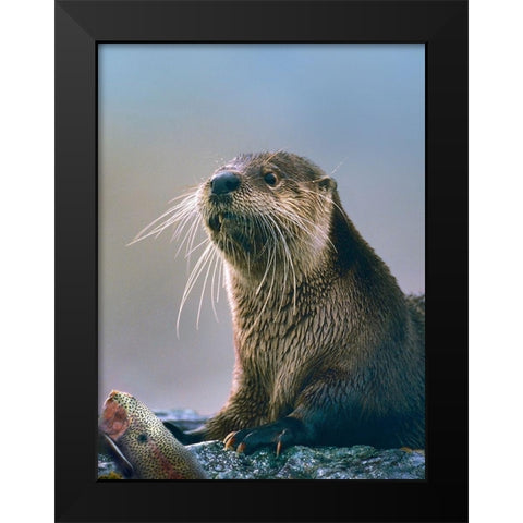 River Otter with fish Black Modern Wood Framed Art Print by Fitzharris, Tim