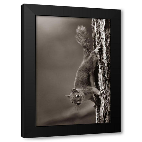 Red Squirrel on trunk Sepia Black Modern Wood Framed Art Print with Double Matting by Fitzharris, Tim