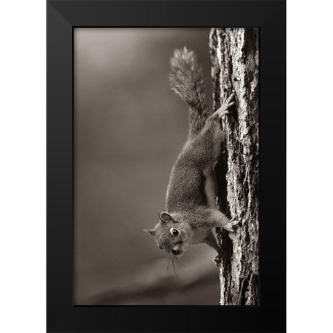 Red Squirrel on trunk Sepia Black Modern Wood Framed Art Print by Fitzharris, Tim