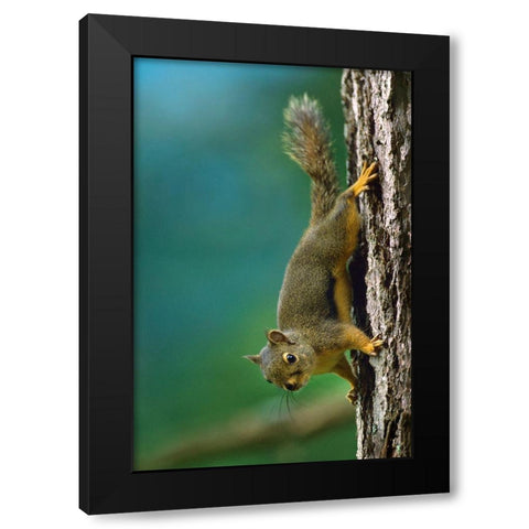 Red Squirrel on trunk Black Modern Wood Framed Art Print with Double Matting by Fitzharris, Tim