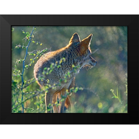 Coyote Scouting Black Modern Wood Framed Art Print by Fitzharris, Tim