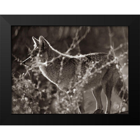 Coyote Hunting Sepia Black Modern Wood Framed Art Print by Fitzharris, Tim