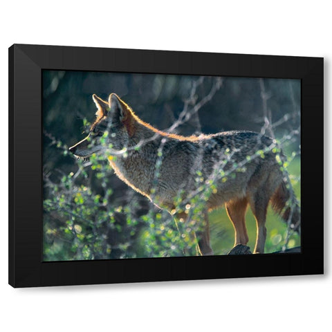 Coyote Hunting Black Modern Wood Framed Art Print with Double Matting by Fitzharris, Tim