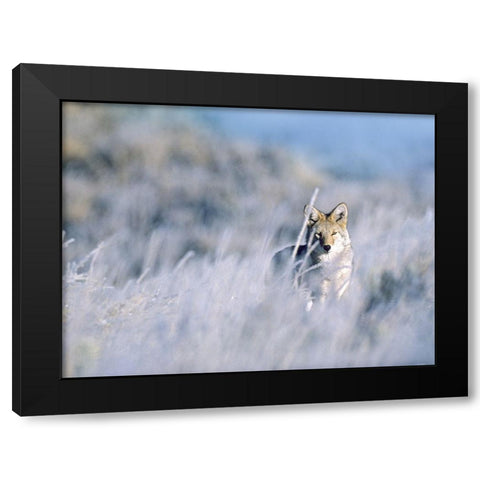 Coyote Black Modern Wood Framed Art Print with Double Matting by Fitzharris, Tim