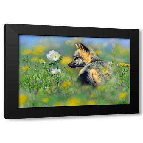 Red Fox in Wildflowers Black Modern Wood Framed Art Print with Double Matting by Fitzharris, Tim