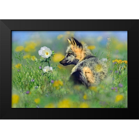 Red Fox in Wildflowers Black Modern Wood Framed Art Print by Fitzharris, Tim