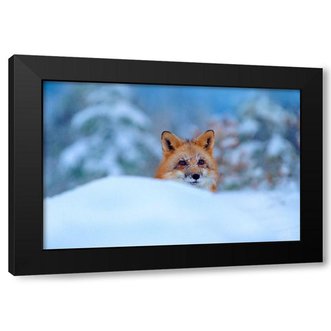 Red Fox in Snow Black Modern Wood Framed Art Print with Double Matting by Fitzharris, Tim
