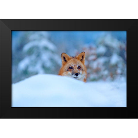Red Fox in Snow Black Modern Wood Framed Art Print by Fitzharris, Tim
