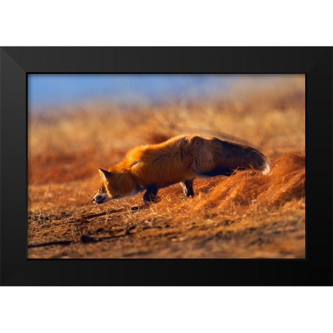 Red Fox Stalking Black Modern Wood Framed Art Print by Fitzharris, Tim