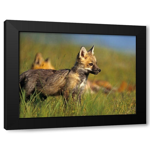 Red Fox Pup Black Modern Wood Framed Art Print by Fitzharris, Tim