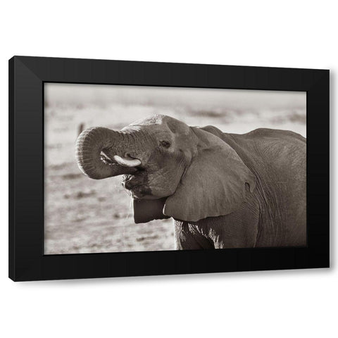 African elephant drinking-Zimbabwe Sepia Black Modern Wood Framed Art Print by Fitzharris, Tim