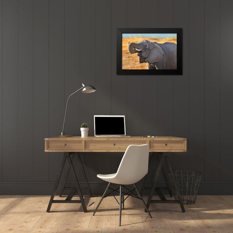 African elephant drinking-Zimbabwe Black Modern Wood Framed Art Print by Fitzharris, Tim