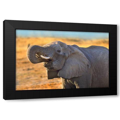 African elephant drinking-Zimbabwe Black Modern Wood Framed Art Print by Fitzharris, Tim