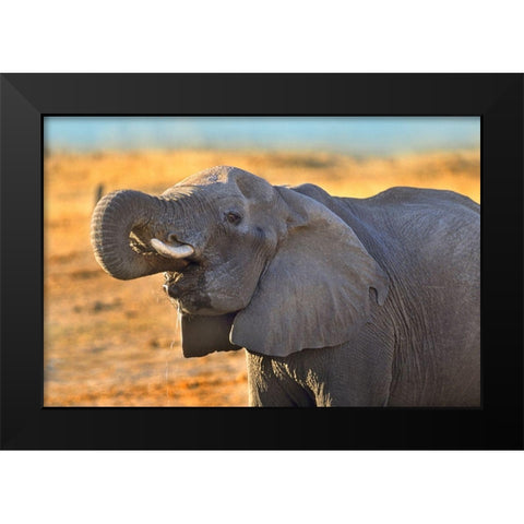 African elephant drinking-Zimbabwe Black Modern Wood Framed Art Print by Fitzharris, Tim
