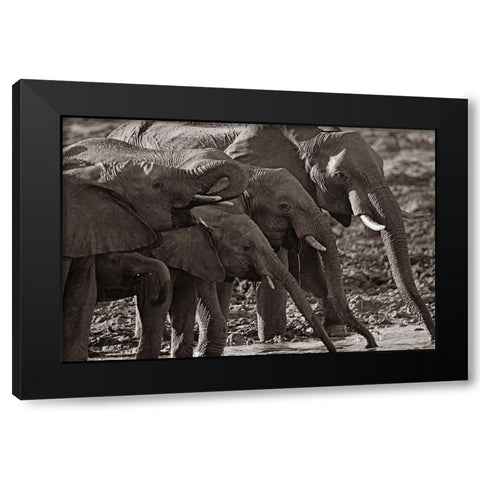 African elephants at a waterhole-Zimbabwe Sepia Black Modern Wood Framed Art Print with Double Matting by Fitzharris, Tim