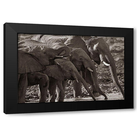 African elephants at a waterhole-Zimbabwe Sepia Black Modern Wood Framed Art Print by Fitzharris, Tim