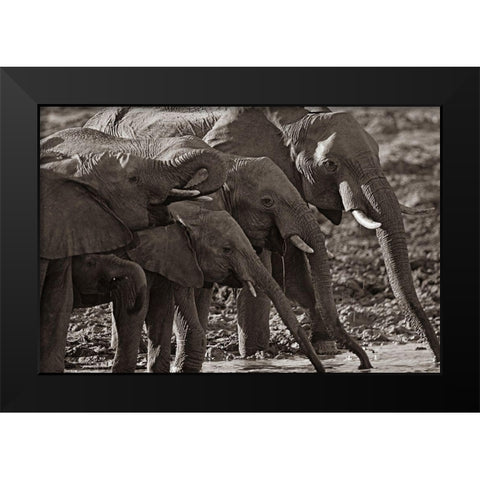 African elephants at a waterhole-Zimbabwe Sepia Black Modern Wood Framed Art Print by Fitzharris, Tim