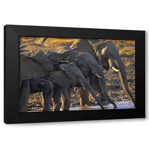 African elephants at a waterhole-Zimbabwe Black Modern Wood Framed Art Print by Fitzharris, Tim