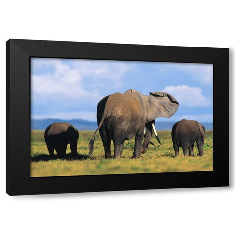 African elephants-Amboseli National Park-Kenya Black Modern Wood Framed Art Print by Fitzharris, Tim