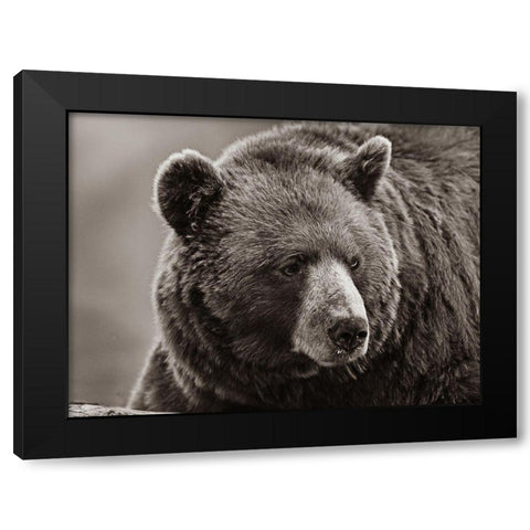 Cinnamon Black Bear Sepia Black Modern Wood Framed Art Print with Double Matting by Fitzharris, Tim