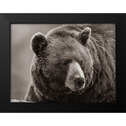 Cinnamon Black Bear Sepia Black Modern Wood Framed Art Print by Fitzharris, Tim
