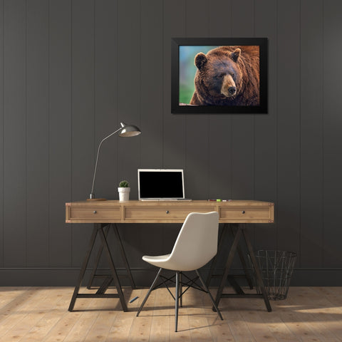 Cinnamon Black Bear Black Modern Wood Framed Art Print by Fitzharris, Tim