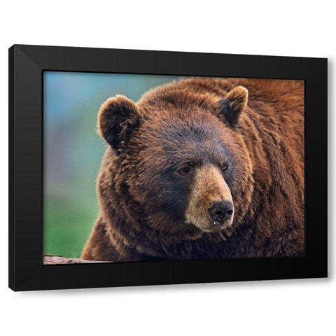 Cinnamon Black Bear Black Modern Wood Framed Art Print with Double Matting by Fitzharris, Tim