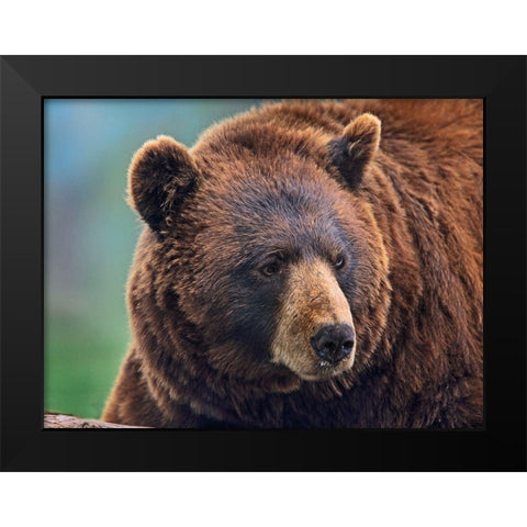 Cinnamon Black Bear Black Modern Wood Framed Art Print by Fitzharris, Tim