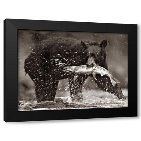 Black bear with Salmon Sepia Black Modern Wood Framed Art Print by Fitzharris, Tim
