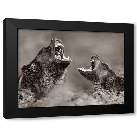 Grizzly bears Sepia Black Modern Wood Framed Art Print with Double Matting by Fitzharris, Tim