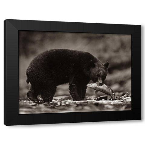 Black bear with salmon Sepia Black Modern Wood Framed Art Print with Double Matting by Fitzharris, Tim