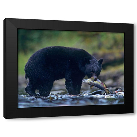 Black bear with salmon Black Modern Wood Framed Art Print with Double Matting by Fitzharris, Tim