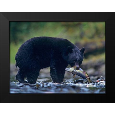 Black bear with salmon Black Modern Wood Framed Art Print by Fitzharris, Tim