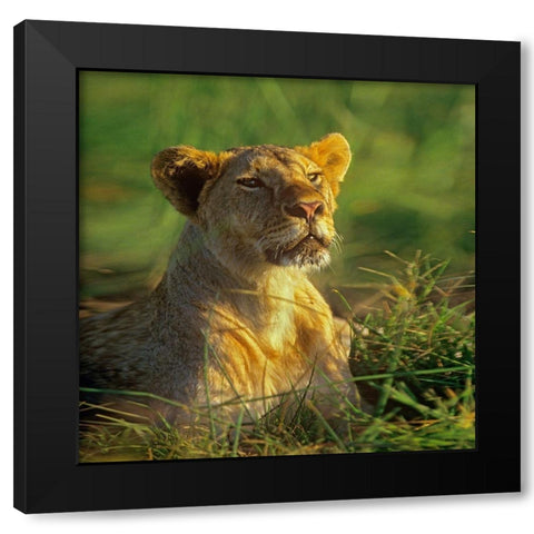 African Lioness sniffing Black Modern Wood Framed Art Print by Fitzharris, Tim