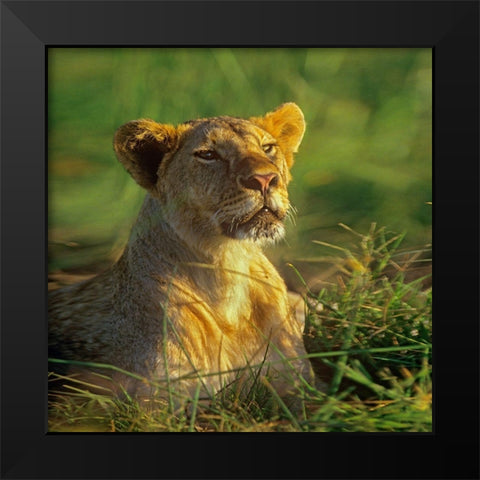 African Lioness sniffing Black Modern Wood Framed Art Print by Fitzharris, Tim