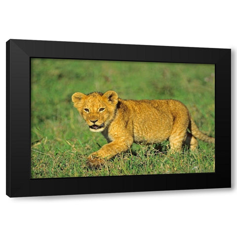 African Lion cub Black Modern Wood Framed Art Print with Double Matting by Fitzharris, Tim