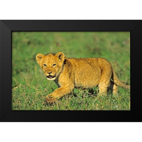 African Lion cub Black Modern Wood Framed Art Print by Fitzharris, Tim