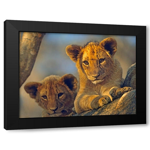 African Lion babies Black Modern Wood Framed Art Print with Double Matting by Fitzharris, Tim