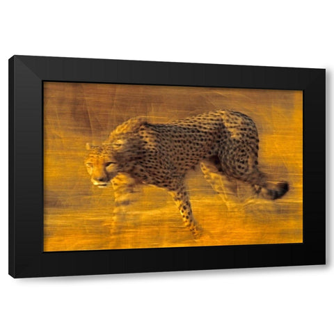 Cheetah prowling Black Modern Wood Framed Art Print with Double Matting by Fitzharris, Tim